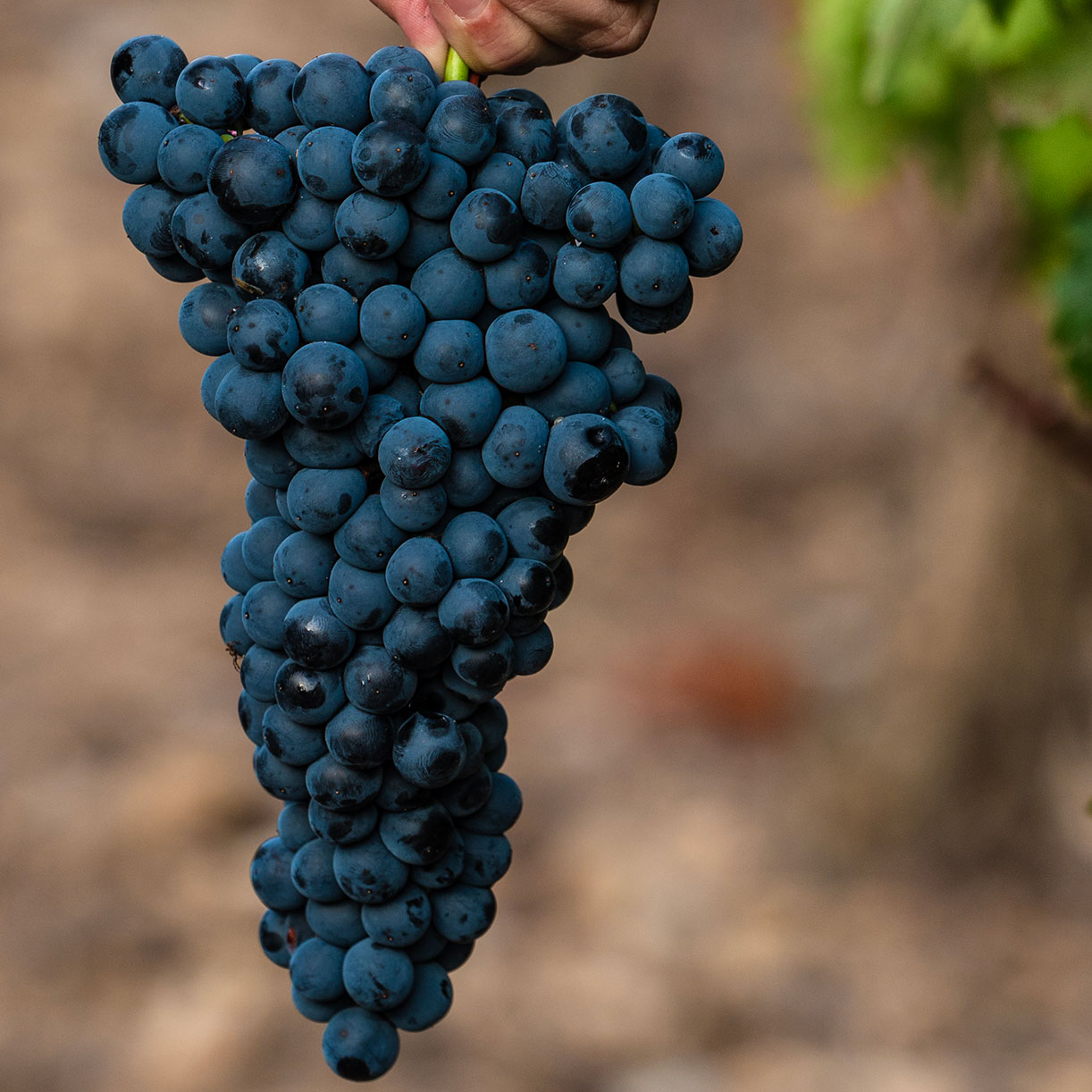 Racimo de uvas